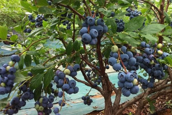 蓝莓种植前景分析：市场潜力与风险并存