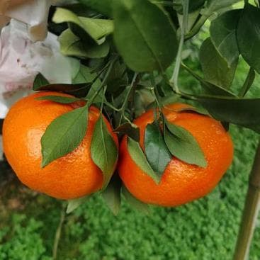 金柑种植管理技术视频教程全集（金柑种植与管理技术）