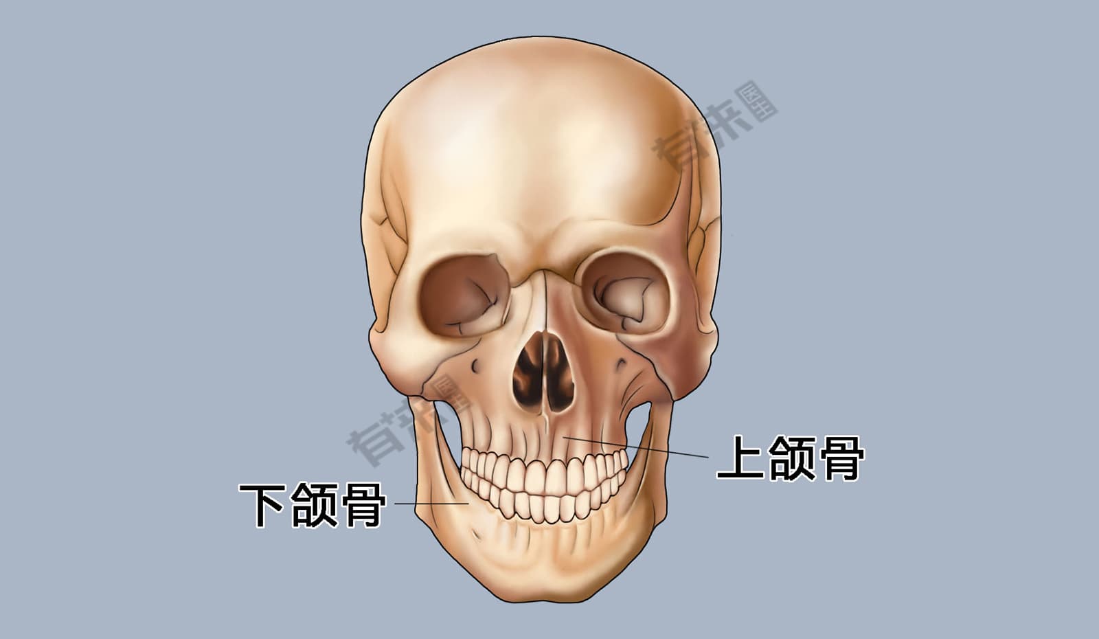 骨性错颌畸形分哪三类
