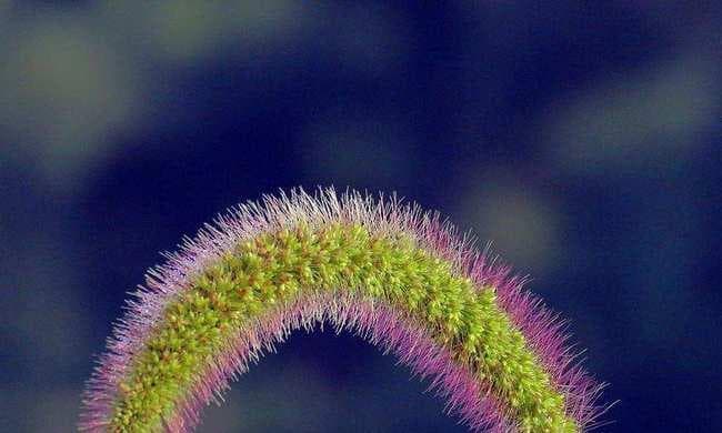 狗狗不能吃的有毒植物及预防指南