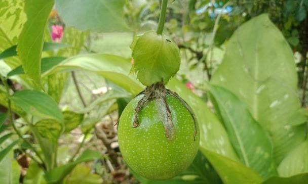 百香果完全指南：从外观特征到食用方法