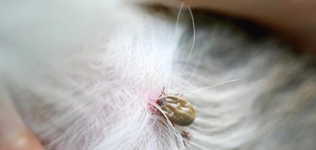 狗狗接种疫苗后的3种常见反应（了解狗狗接种疫苗后可能出现的反应及应对方法）