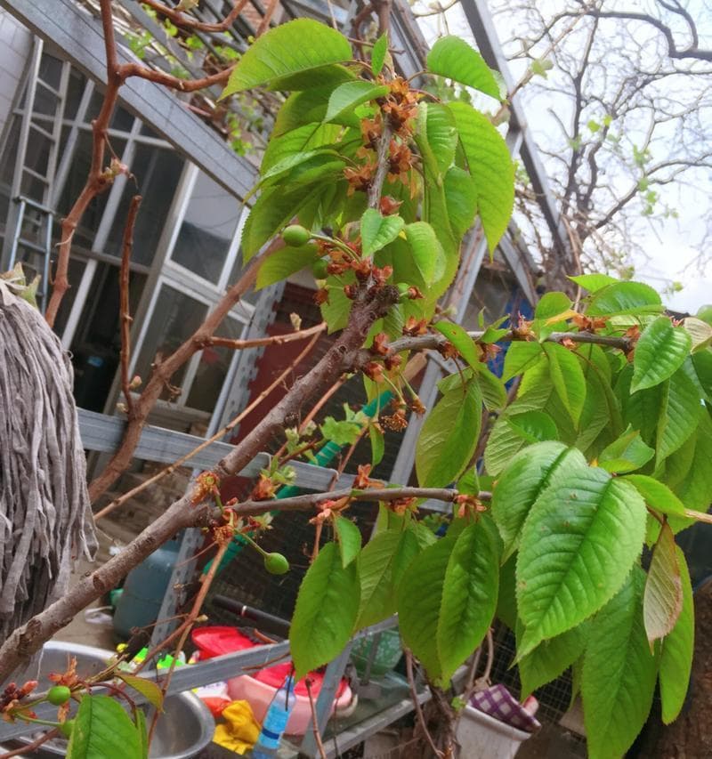 车厘子的开花时间及生长特点（车厘子的开花月份）