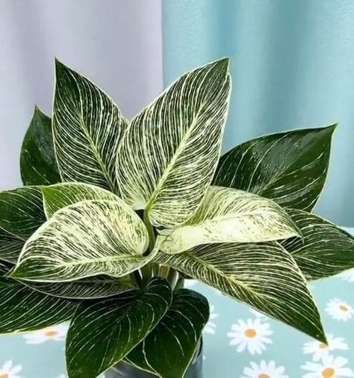 晚上放出氧气的植物大全（生活中常见的10种放氧植物及其特点）