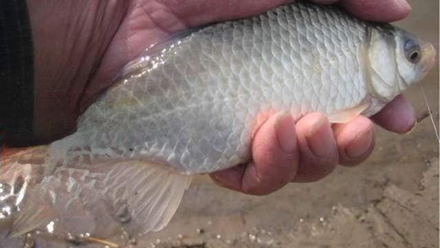 鱼鳃病怎么治疗？鱼鳃烂了是什么病？搞养殖的你必须知道