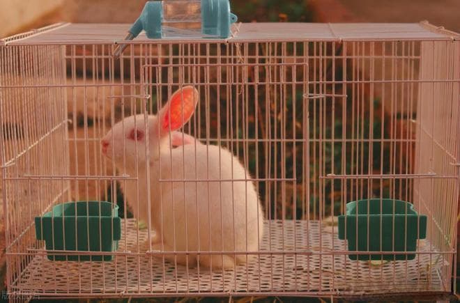 “鸡兔同笼”是我国广为流传的数学趣题，猜猜最早出现在哪本书中