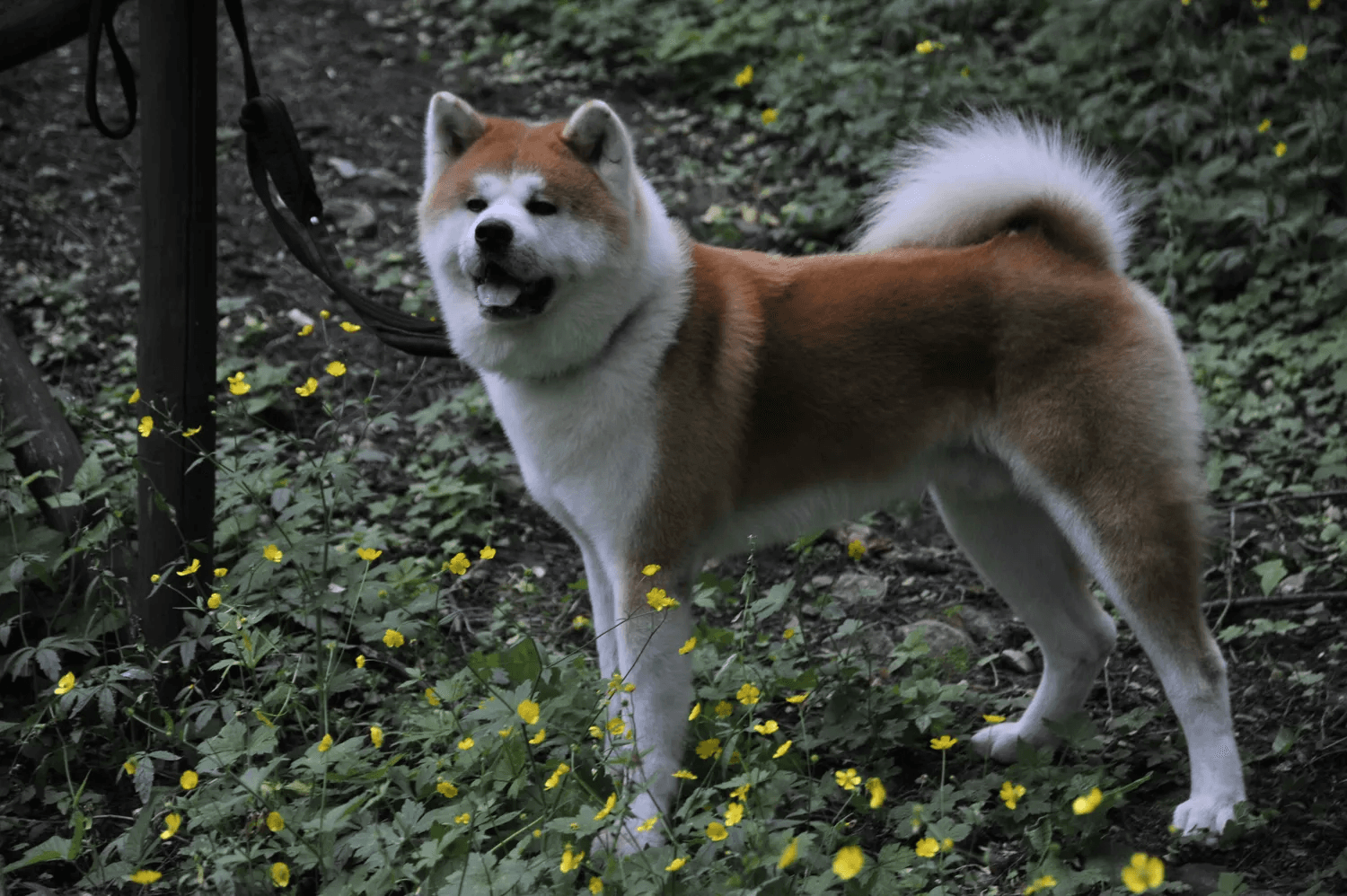秋田犬的嚎叫之谜：揭秘背后的生物奥秘