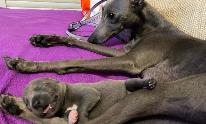 如何正确饲养意大利灵缇犬（掌握关键步骤）