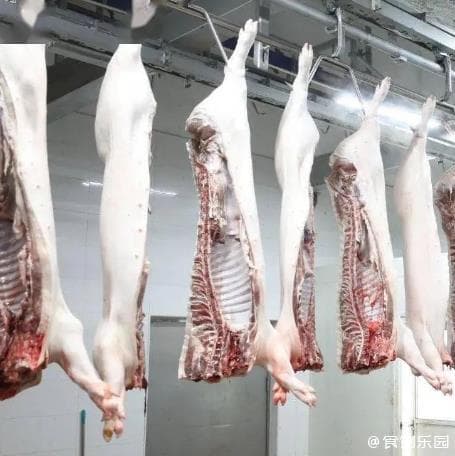 屠宰厂检疫的全流程与规程，生猪、牛的屠宰检疫主要检查什么