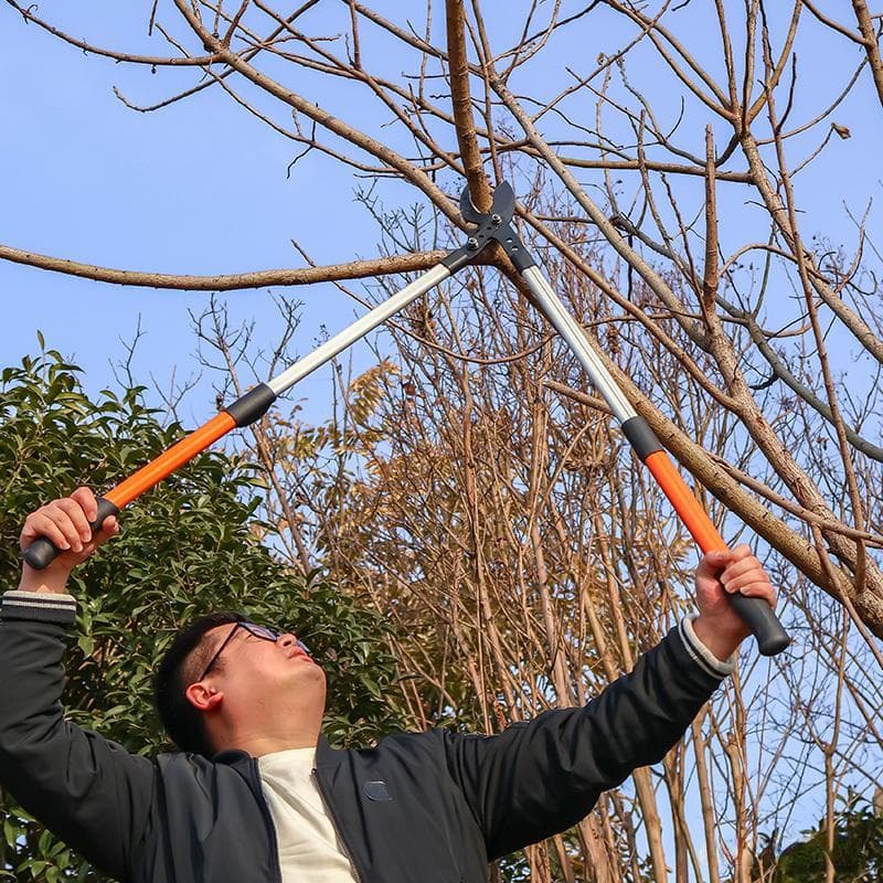 果树嫁接方法和时间？嫁接的几大流派；每种嫁接都有它独门秘籍