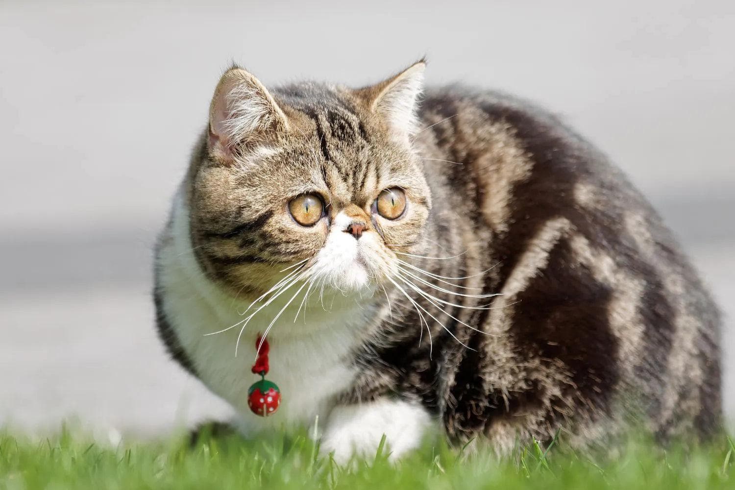 为什么扁鼻猫是超萌宠？深入了解扁脸猫的特征、护理需求及饲养秘诀！