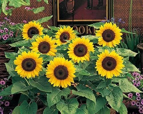 向日葵种植全攻略：从准备到收获的完整指南
