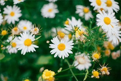 五行缺土喜用神为木：命理学中的木元素解析