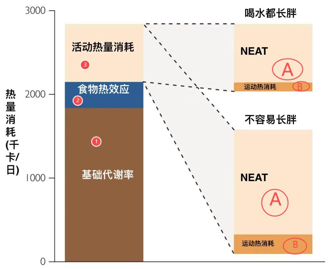 为什么一直跑步，却没有减肥呢？