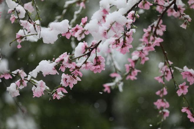 三月下雪？春雪压桃花，祥瑞还是灾异？老祖宗一句话道破天机！