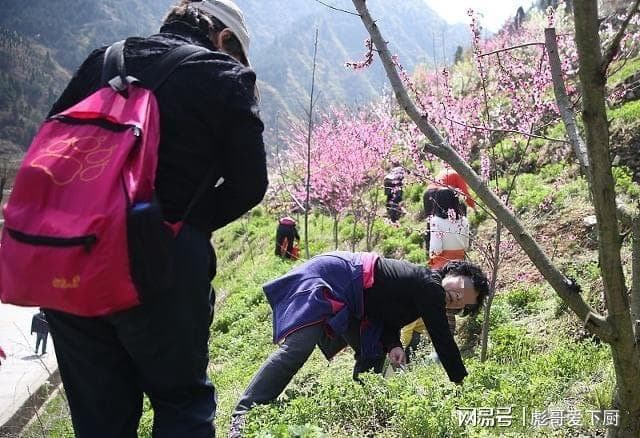 正宗的野荠菜到底长啥样？很多人分不清，挖错了等于吃“野草”
