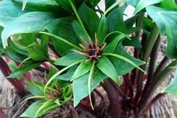 重楼种植技术与栽培管理