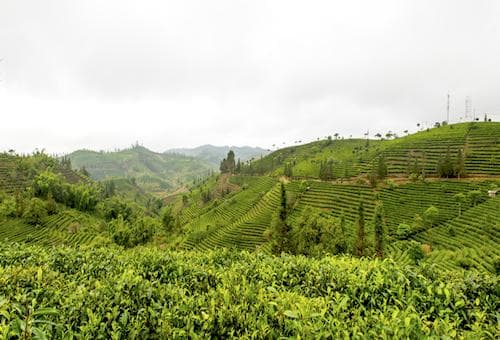 万亩茶园建茶博苑，九区展现普洱茶文化