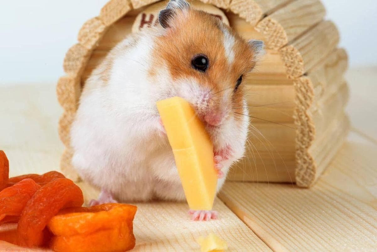 仓鼠铲屎官必读：17种绝对不能喂的食物（必须要收藏起来~）