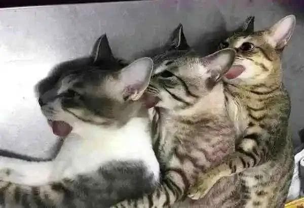 猫咪绝育全解析：优缺点、最佳时间与护理技巧