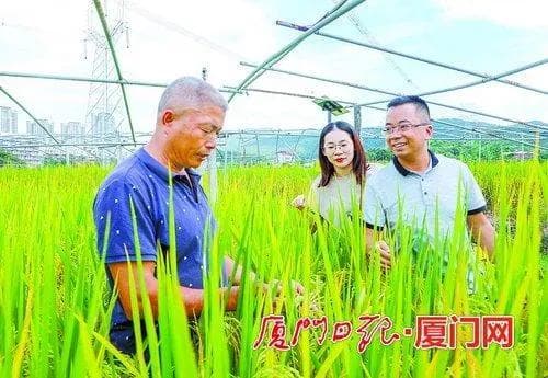 厦门耕地质量保护与地力提升取得明显成效 全市化肥用量大大减少