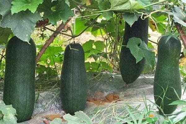 从育苗到采收：冬瓜种植管理实用技术