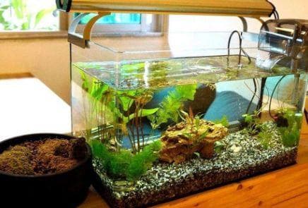 冬天鱼缸需不需要开氧气：冬季鱼缸增氧的科学原理
