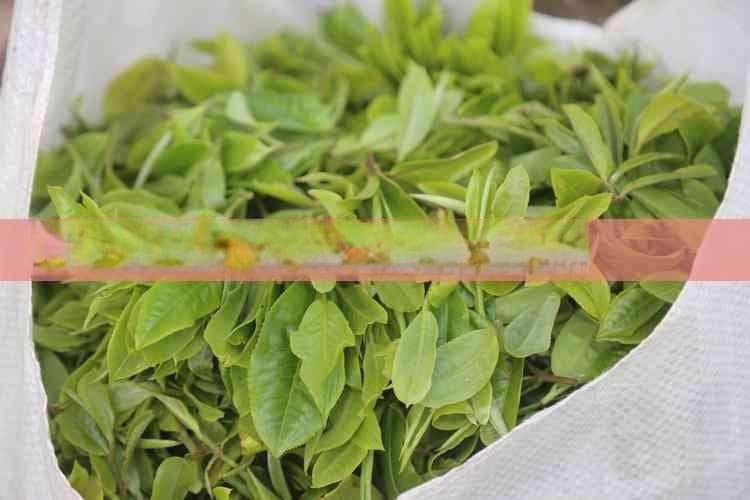 青枣搭配普洱茶的食用指南