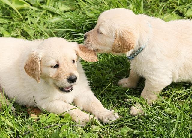 幼犬吃自己的屎怎么办？新手家长必看的科学纠正指南