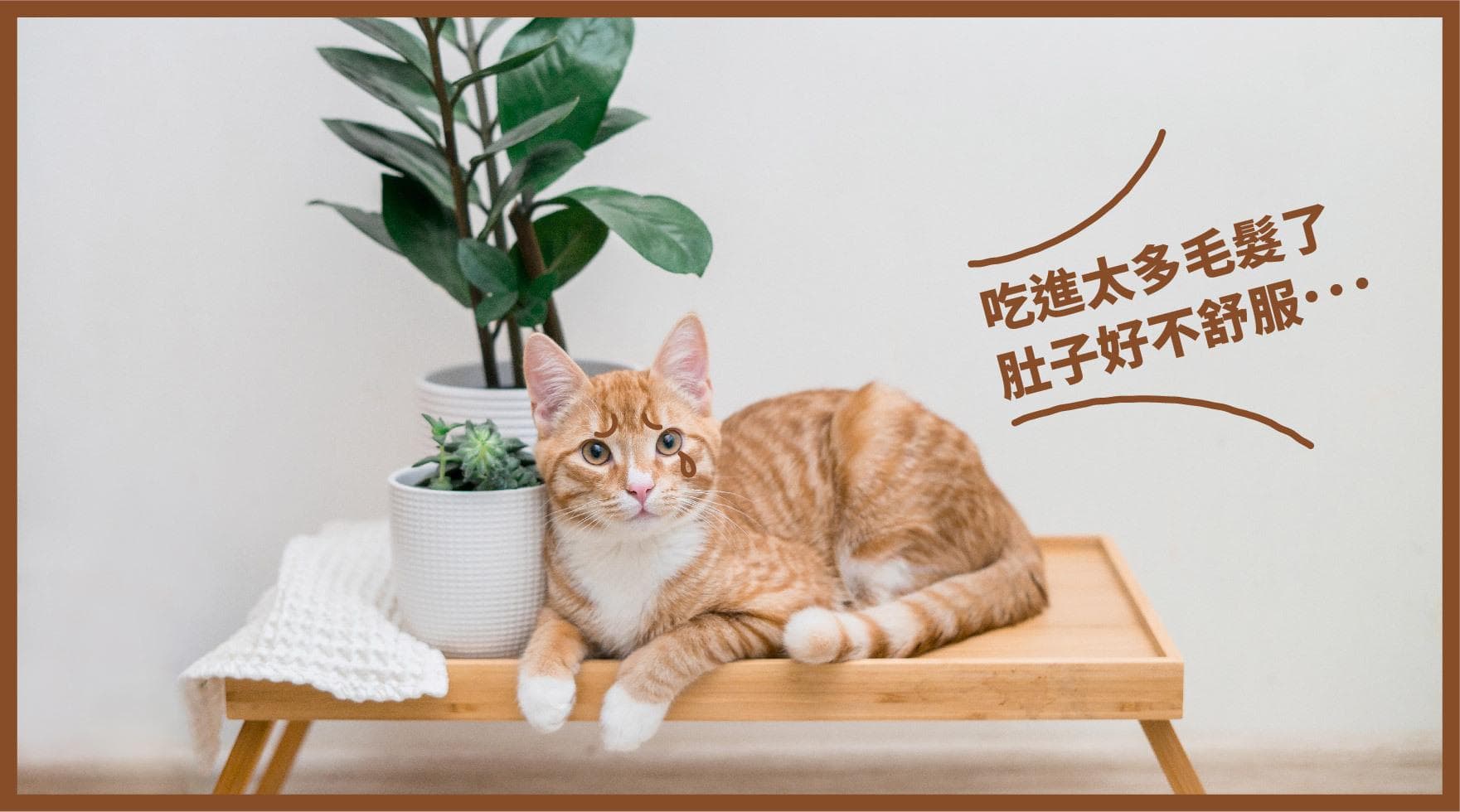 为什么猫咪会吐毛球？5种减少猫咪吐毛球的预防方式