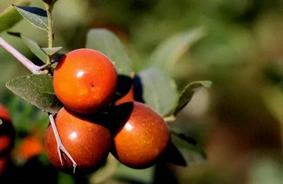 天然安眠药“酸枣仁”，哪些人不适合食用？