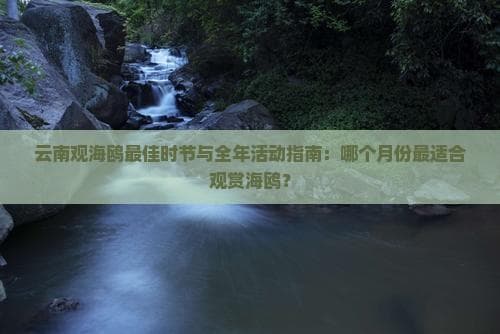 云南观海鸥更佳时节与全年活动指南：哪个月份最适合观赏海鸥？