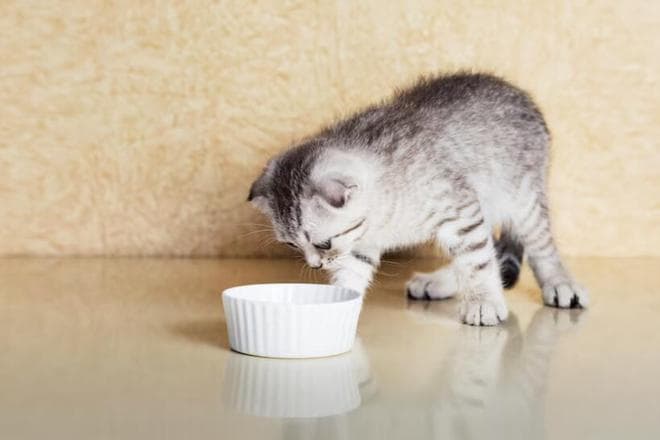 猫粮和狗粮有什么区别吗
