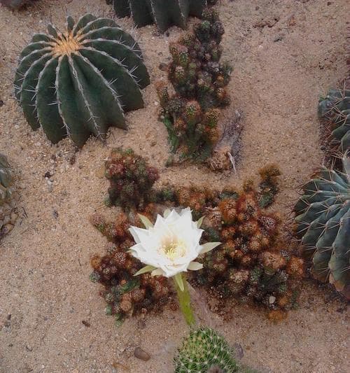 探秘沙漠的植物奇观：揭秘沙漠植物的独特生存技能