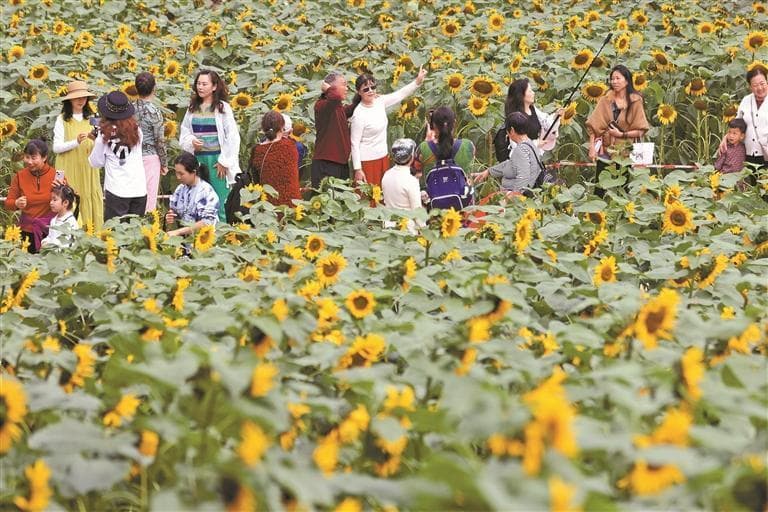 深圳福田：市中心绽放千株向日葵花海