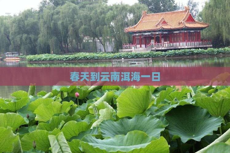 春天到云南洱海一日游攻略：游玩与旅游指南及花费详解
