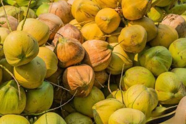 椰子什么季节吃是应季？椰子的全方位实用指南
