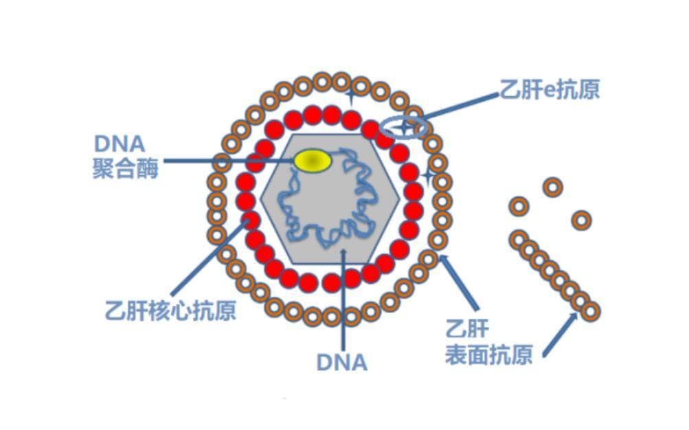 如果与大三阳、小三阳患者是同事，你会跟着“阳”吗？