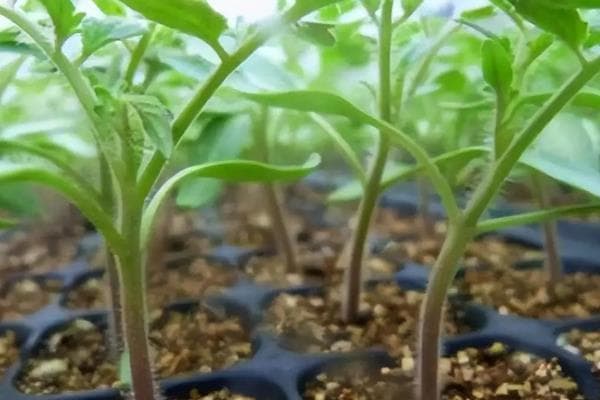 早春番茄育苗技术要点：光照、湿度、温度全方位解析