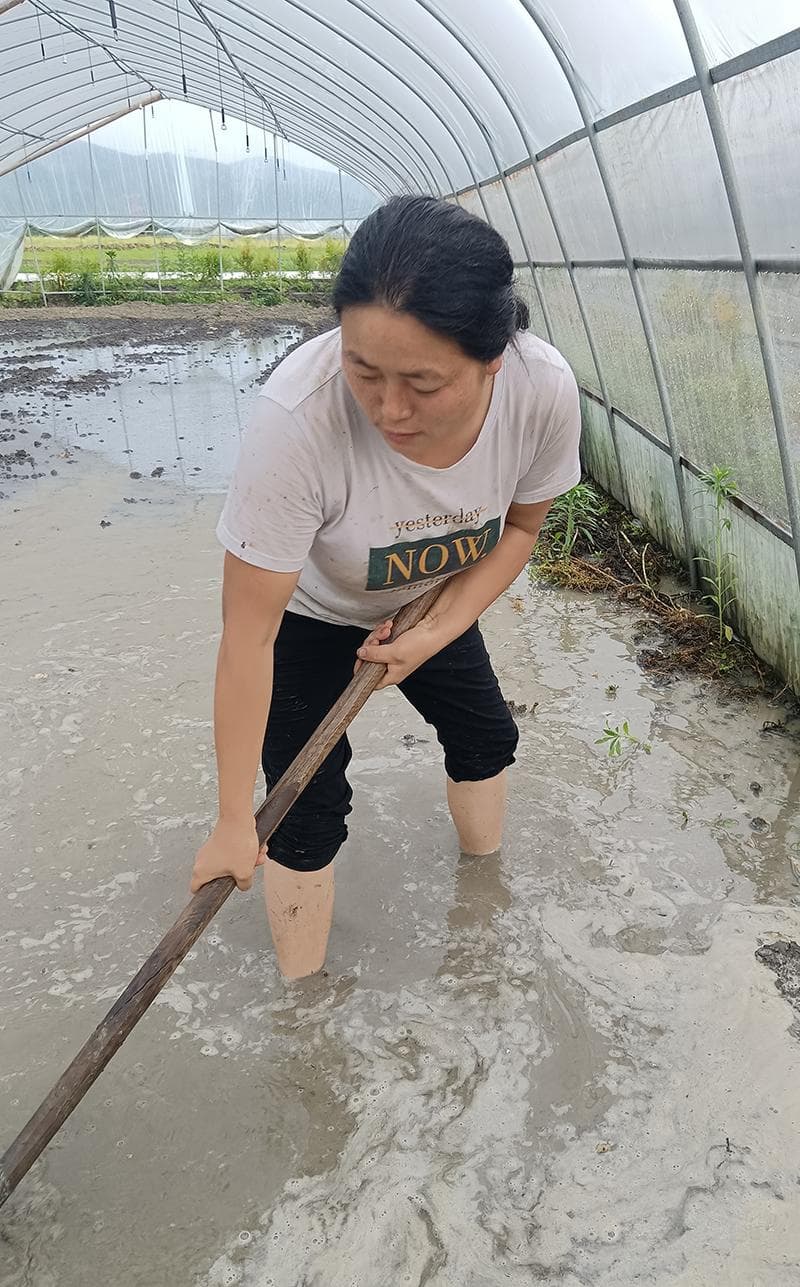 一颗草莓红遍华塘：从特色产业到农文旅融合新典范