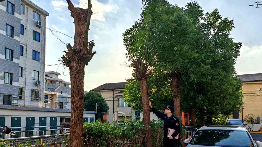 小区绿化修剪莫随意 一个举报牵出两个违章人