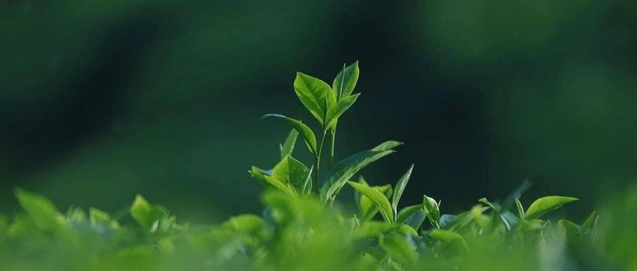 茶胺酸是何方神圣？听闻其有助睡眠？3种功效介绍给你
