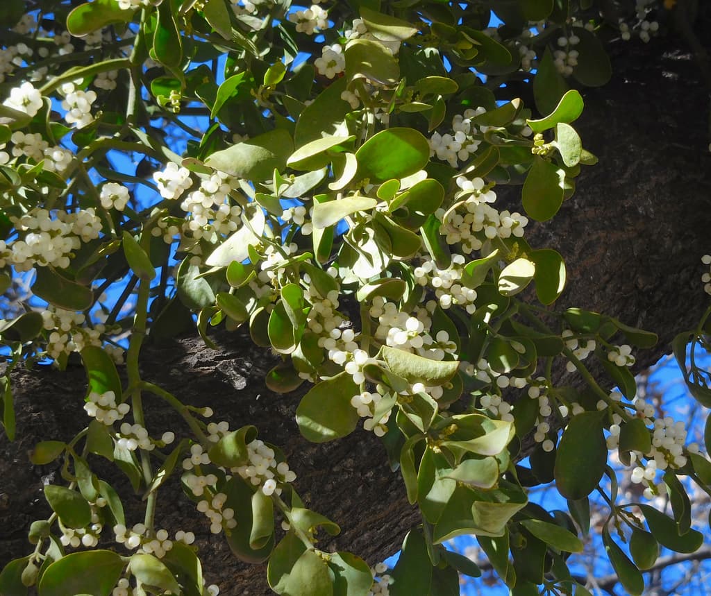 美洲槲寄生（Phoradendron leucarpum）：神秘的“空中寄生者”