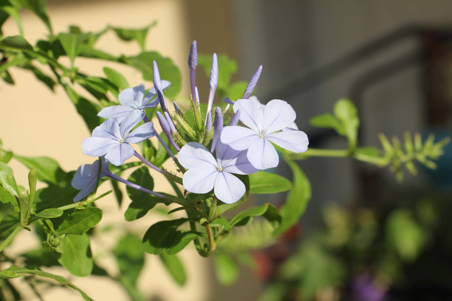 蓝雪花怎么养