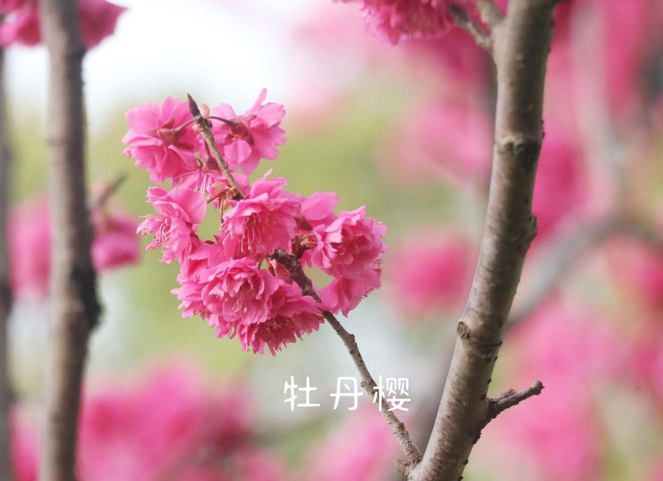 这份扬州早樱图鉴请收好 踏青赏花好对照