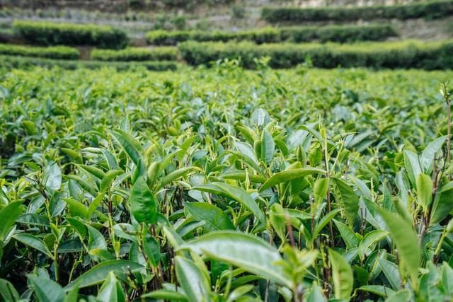 探寻凤凰单丛茶，一段900年的茶香传奇，品味生活的艺术