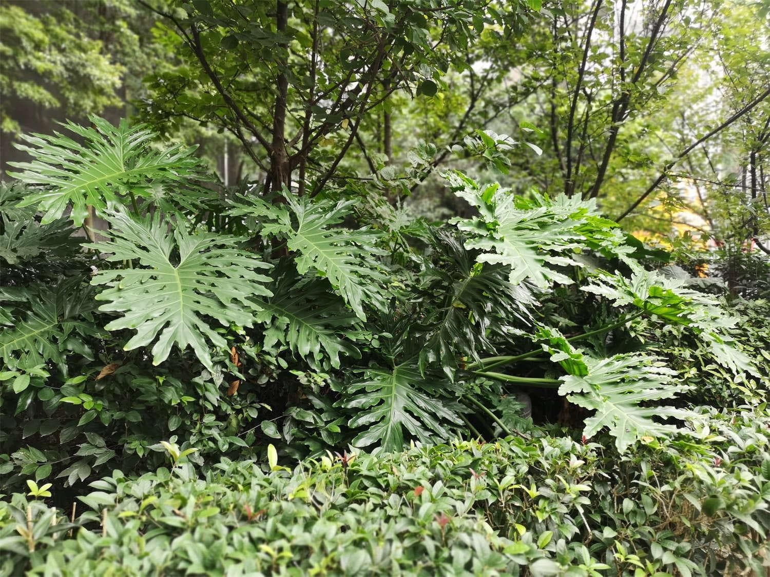 春羽病虫害防治指南