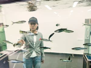 28年坚守 抗浪鱼从濒危名录回到百姓菜谱