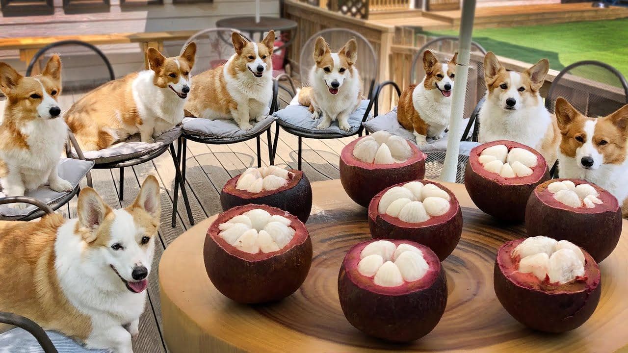 狗狗能吃山竹吗