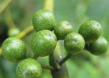 大果木姜子的功效与作用